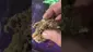 Video Thumbnail: Nugget Green