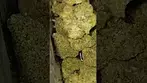 #peacenaturals SONIC  LEMON  FUEL  34%THC #medicalcannabis #cannabisdaily