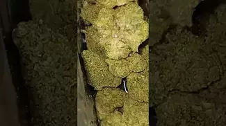 #peacenaturals SONIC  LEMON  FUEL  34%THC #medicalcannabis #cannabisdaily