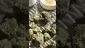 Video Thumbnail: 420Medical