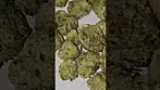4clabs SkullCap T25 smalls Azztecmedia views @MedBudWiki #anxiety #medicalcannabis #pain #uk 