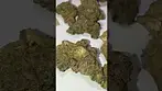 Banana Daddy T26 UK medical