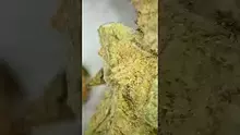 UK and Legal Video Thumbnail