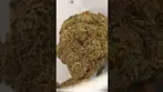 Not a Mac, Again but a solid Ammi, Again  #weedchannel #420 #cannabiscommunity #medicalcannabis