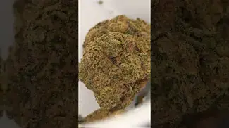 Not a Mac, Again but a solid Ammi, Again  #weedchannel #420 #cannabiscommunity #medicalcannabis