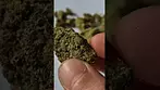 Curaleaf - Royal Moby (UK Medical Cannabis Prescription)