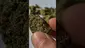Video Thumbnail: ScottiDunCanna