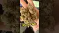 Video Thumbnail: Onemans 420