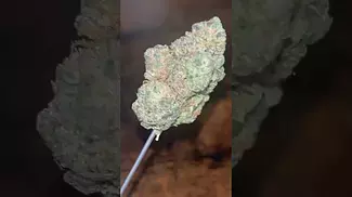 Aurora ~ Pink Diesel T27 Info in description 