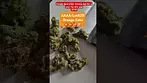 AAAA/Lot420 - Orange Cake (T27%)(UK Medical Cannabis Prescription)