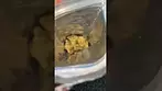 DONKEY BUTTER T36 % 4CLABS UK MEDIICAL #medicalcannabis #cannabisdaily #medical #flavours