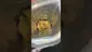 Video Thumbnail: Mary Jane Media 420