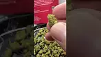 4C Labs | Strawberry Cake (Smalls) | First Look