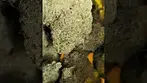Mystery Mountain - Afghan Layer Cake T30 - (GMO CAKE x AFGHAN SKUNK)