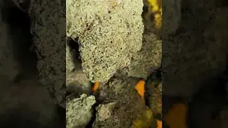Mystery Mountain - Afghan Layer Cake T30 - (GMO CAKE x AFGHAN SKUNK)