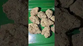 Green karat JMO skittlez uk medical  #uk #medical #patient #flowers #youtubeshorts