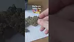 Big Narstie Medical - Gastro Pop(T28) (UK Medical Cannabis Prescription)