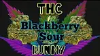 Blackberry Sour 19%THC by GLASS PHARMS... medical prescription cannabis.