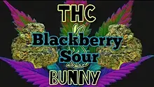 THC Bunny Video Thumbnail
