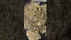 Uk Medical Flower.  Dalgety HSAL30.