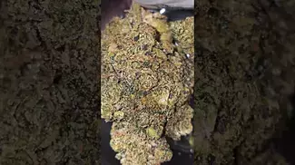 Uk Medical Flower.  Dalgety HSAL30.