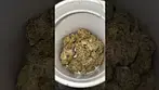White Runtz from Craft Botantics 