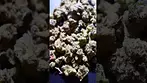 Cold Creek Kush-S #shorts