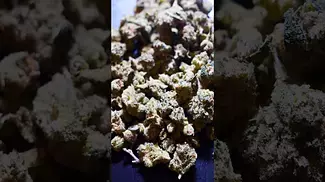 Cold Creek Kush-S #shorts