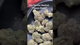 First look at the Big Narstie Medical “Papaya Bantz”  (Papaya x Banana x Runtz)