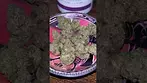 Aurora Pedanios ~ Electric Honeydew (26%)