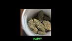 First Impressions: Stolo Haze