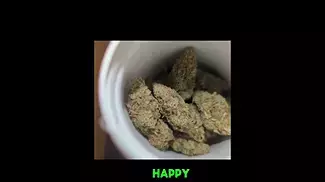 First Impressions: Stolo Haze