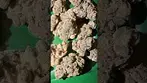 AAAA Apples & Bananas  #uk #medical #patient #youtubeshorts #flowers
