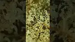 Slurricane Mimosa Looking Absolutely Covered