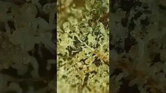Slurricane Mimosa Looking Absolutely Covered