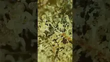 VIP THC Video Thumbnail