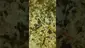 Video Thumbnail: VIP THC