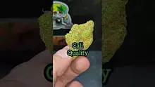 THC Bunny Video Thumbnail