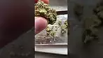 Tyson 2.0 Tiger Milk Review 28% #ukmedicalcannabis #medicalcannabis