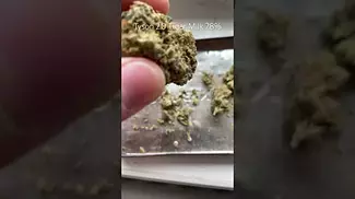 Tyson 2.0 Tiger Milk Review 28% #ukmedicalcannabis #medicalcannabis