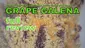 Video Thumbnail: Smacksalad
