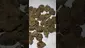 Video Thumbnail: Adz Canna