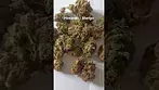 Hexacan - Mango (Hexa01:again) (UK Medical Cannabis Prescription) (My day time driver