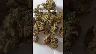 Hexacan - Mango (Hexa01:again) (UK Medical Cannabis Prescription) (My day time driver