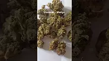 ScottiDunCanna Video Thumbnail