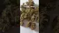 Video Thumbnail: ScottiDunCanna