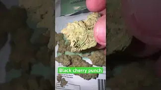 Curo - black cherry punch #medicalcannabis #medbud #integro #cannabisreview