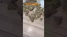 GIggzy Medical Buds Video Thumbnail