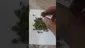 Video Thumbnail: My Medical 420