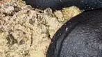 UK Medical Cannabis Grape Cookies by Superseed